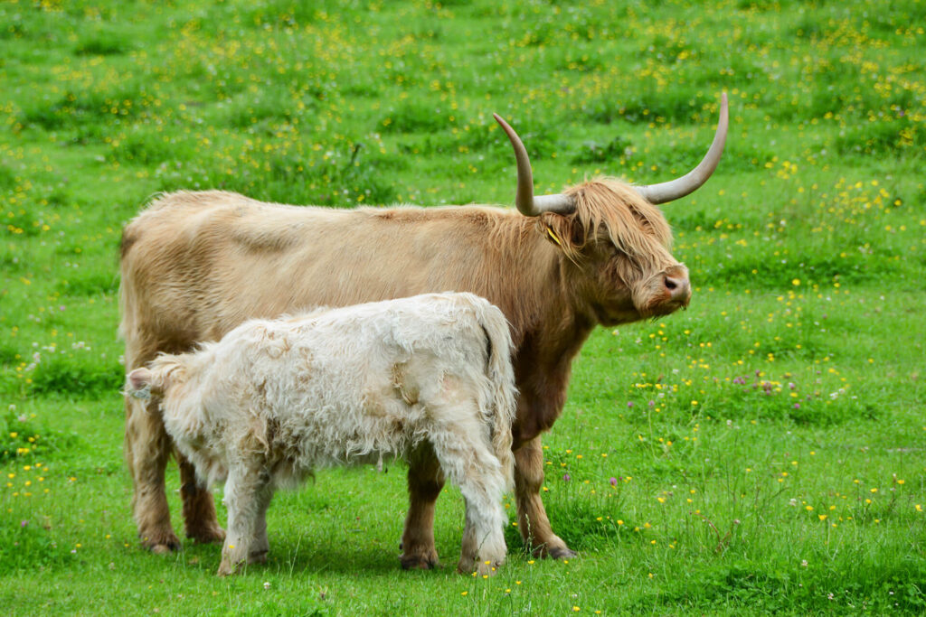 Tierischer Besuch neben dem Radweg
