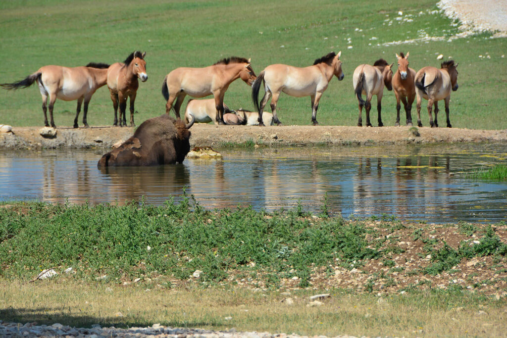 Przewalski Pferde im Naturreservat „Monts d'Azur“