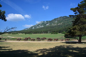 Europäische Bisons im Naturreservat „Monts d'Azur“