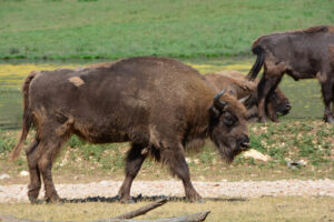 Europäische Bisons im Naturreservat „Monts d'Azur“