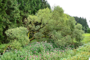 Natur pur im Selbbachtal