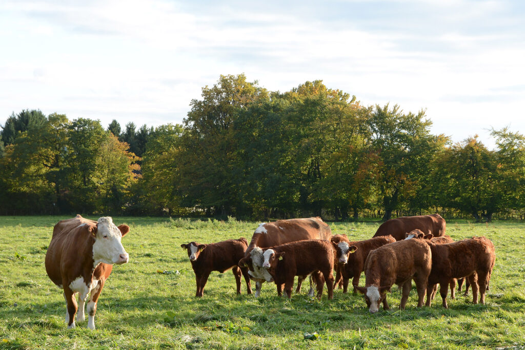 Kühe auf der Weide beim Gut Marienbildchen in Rötgen