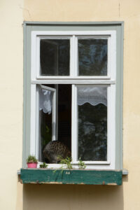 Brückenkater Ralf in einem Fenster auf der Krämerbrücke in Erfurt