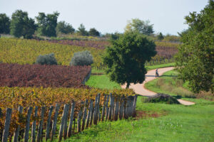 Weinreben an der Route gen Poreč im „roten Istrien“
