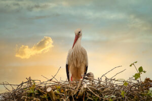 Ein Storch in seinem Nest über den Queichwiesen