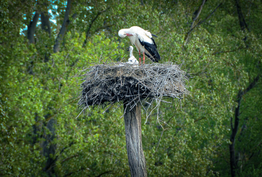 Storch in den Queichwiesen