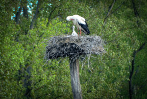 Storch in den Queichwiesen