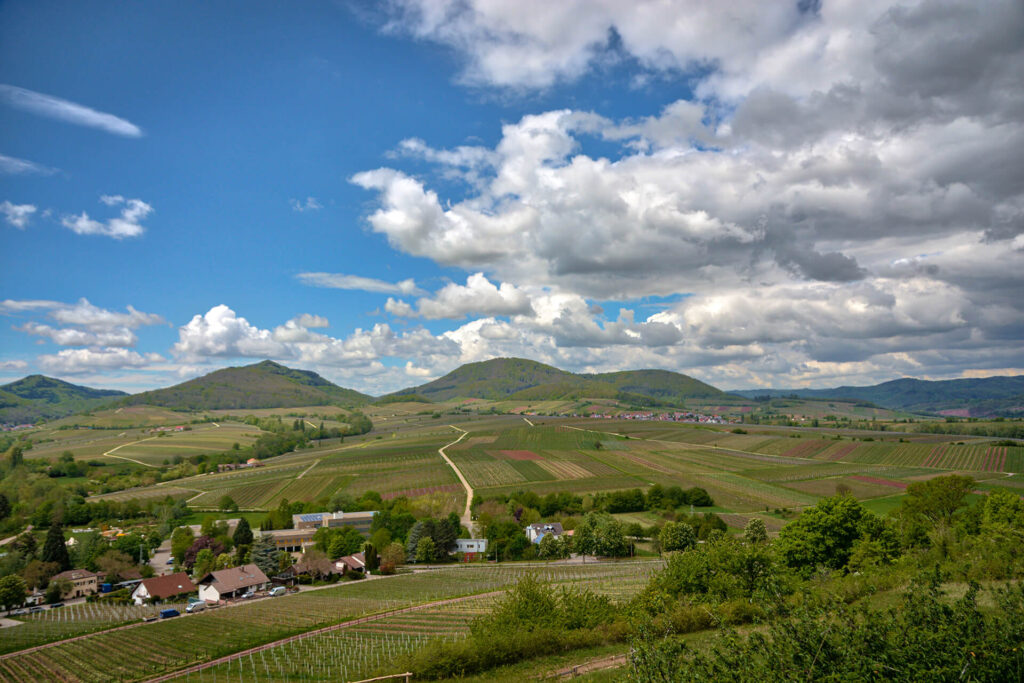 Weinreben und -berge auaf der Fahrt Richtung Merzheim/Südliche Weinstraße